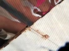 Niñas en cabaña de playa pierden bikini y muestran marcas de bronceado