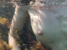Capté a una sirena masturbándose, filmé sus encantos bajo el agua en el mar