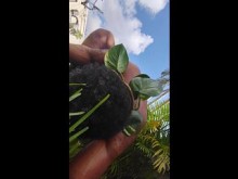 JESUCRISTO ES REY DE REYES SEÑOR DE SEÑORES PRÍNCIPE DE PAZ LEÓN DE JUDÁ. ÉL ES REAL Y TAMBIÉN LO ES DIOS ELOHIM