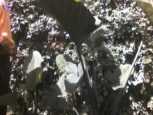 ORINAR EN PÚBLICO....CASI ATRAPADO