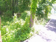 SOLO MUJER FUERA DEL SENDERO EN BICICLETA SELVA POV BIKER TETAS GRANDES