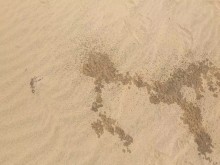 Orinar en una playa nudista